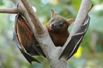 Điều đặc biệt về dơi chó tai ngắn đặc hữu của Việt Nam