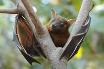 Điều đặc biệt về dơi chó tai ngắn đặc hữu của Việt Nam