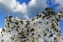 Những địa danh bị thống trị bởi thứ quái đản 