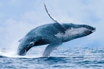 Sự thật gây sốc về loài cá voi ít ai biết