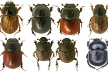 Sự thật giật mình về thế giới côn trùng (1) 