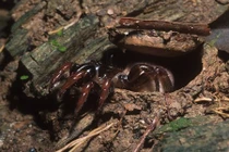 Điểm danh các thợ săn xảo quyệt nhất trong tự nhiên 