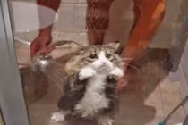 Đau bụng cười chuyện mèo sợ tắm táp 