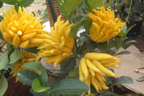 Hé lộ những điều ít người biết về quả phật thủ