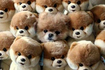 Thú cưng gây sốc với trò chơi ẩn thân đỉnh cao