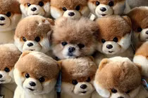 Thú cưng gây sốc với trò chơi ẩn thân đỉnh cao