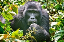 Những động vật hoang dã “làm giàu” cho nơi chúng sống