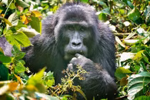 Những động vật hoang dã “làm giàu” cho nơi chúng sống