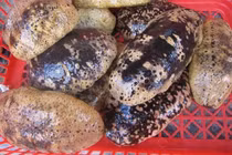 Bật mí các loài hải sâm siêu đắt đỏ ở Việt Nam