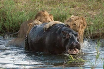 Cuộc chiến sinh tồn cam go của hà mã và sư tử (1) 