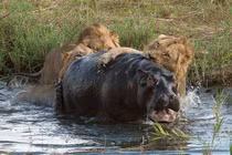 Cuộc chiến sinh tồn cam go của hà mã và sư tử (1) 