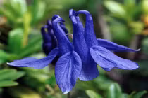 Khám phá sửng sốt về loài hoa như chim bồ câu lạ mắt