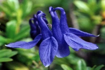 Khám phá sửng sốt về loài hoa như chim bồ câu lạ mắt