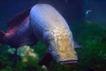 Lạ: Loài cá khổng lồ, đặc biệt biết mừng rỡ khi gặp chủ 