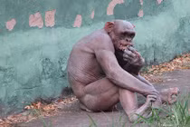 Tận mắt tinh tinh trần như nhộng giống người rụng tóc