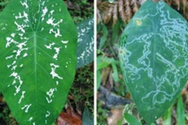 Độc đáo loài cây biết giả vờ bị bệnh để tránh kẻ thù