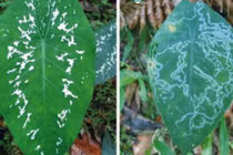 Độc đáo loài cây biết giả vờ bị bệnh để tránh kẻ thù