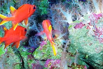 Kỳ bí sự sống dưới đáy biển sâu, chuyên gia cũng kinh ngạc 