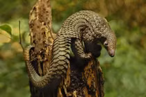 Tê Tê có thể là “thủ phạm” lây lan virus corona sang người? 