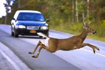 Nhiều cái chết bớt ngờ của con người đến từ những loài vật... hiền lành