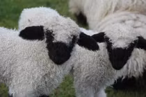 Tan chảy vẻ đẹp cừu mũi đen "dễ thương nhất thế giới" 