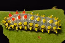 Dàn sâu bướm lộng lẫy đến từ rừng mưa Trung Quốc