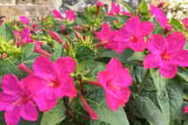 Điều ít biết về hoa phấn vừa thơm, đẹp trồng nhiều ở VN