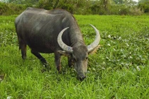 Khám phá thú vị về giống trâu ngố to khỏe của nước ta