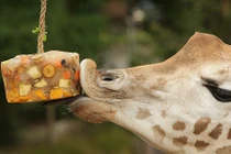 Xem động vật chết mê với món kem mát lạnh 