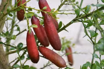 Sự thật thú vị về quả chanh ngón tay siêu đắt đỏ