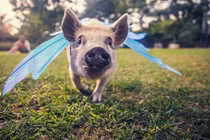 Lợn cảnh tạo dáng như thiên thần trước ống kính 