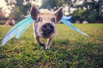 Lợn cảnh tạo dáng như thiên thần trước ống kính 