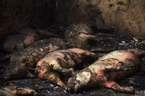 312 con lợn bị thiêu sống trong chuồng bởi pháo hoa