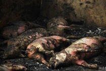 312 con lợn bị thiêu sống trong chuồng bởi pháo hoa