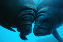 Sự thật giật mình về sức mạnh phi thường của động vật