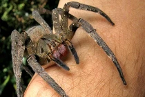 Những loại côn trùng hiểm ác nhất hành tinh 