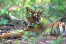 Những sự thật tàn bạo về chúa sơn lâm 