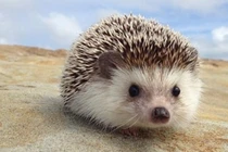 Những khám phá gây bất ngờ về loài nhím