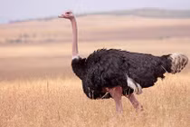 Top khám phá cực gây bất ngờ về đà điểu