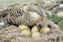 Loài vịt đặc biệt: Lông nhẹ như không trọng lượng