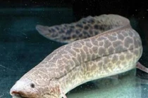 Loài cá thích sống trên cạn, chết đuổi nếu ở dưới nước quá lâu