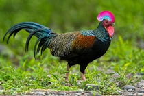 "Ngắm mãi không chán" giống gà rừng lông xanh siêu ấn tượng