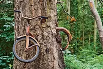 12 loài cây “vượt khó” tuyệt vời nhất thế giới