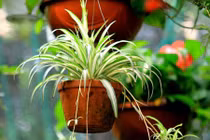 Điều ít biết về loài cây “máy lọc không khí”, mọc đầy VN