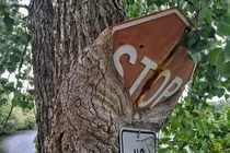 Rợn người những cái cây hiền lành “hóa” quái vật nuốt chửng mọi thứ