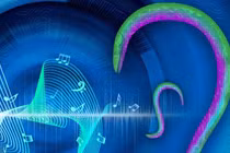 Cực choáng khả năng nghe âm thanh “thần thánh” của loài giun