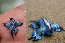 Những sinh vật màu xanh hiếm gặp nhất hành tinh 