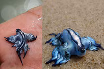 Những sinh vật màu xanh hiếm gặp nhất hành tinh 