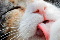 Giải mã thú vị: Tại sao mèo có thói quen tự liếm mình?