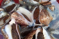 Khám phá thú vị về ốc vôi, đặc sản miền biển Việt Nam